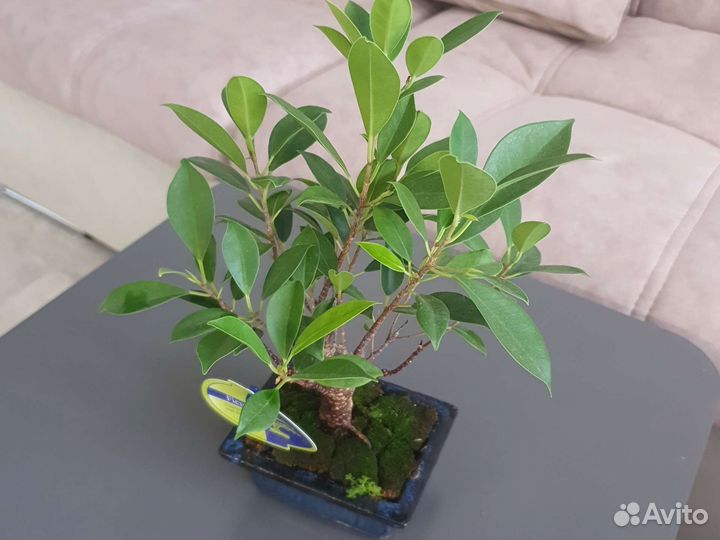 Бонсай фикус