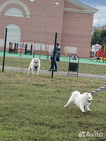 Японский шпиц вязка