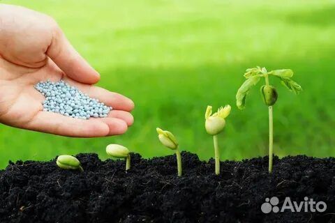 Грунт под газон