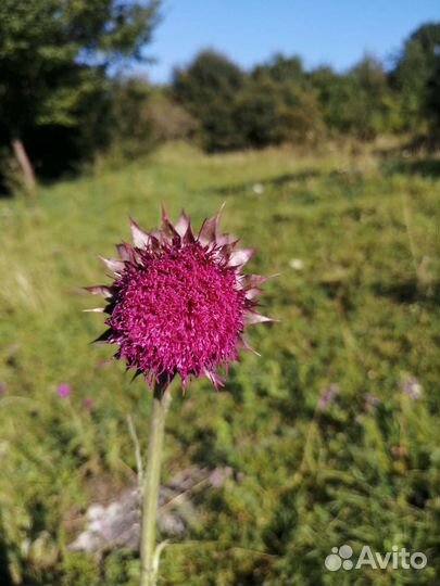 Мёд из разнотравия