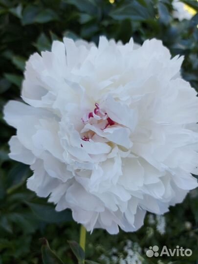 Пионы саженцы