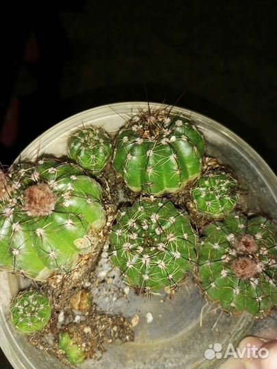 Нотокактус