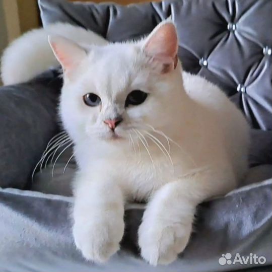 Чудо котик