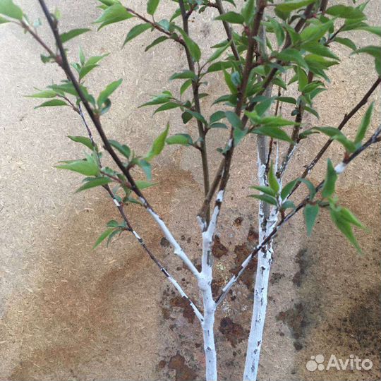 Саженец Абрикоса