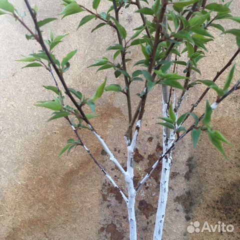 Саженец Абрикоса