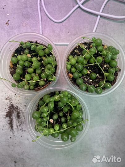 Крестовник роули