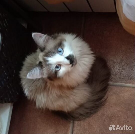 Кошечка в добрые руки бесплатно