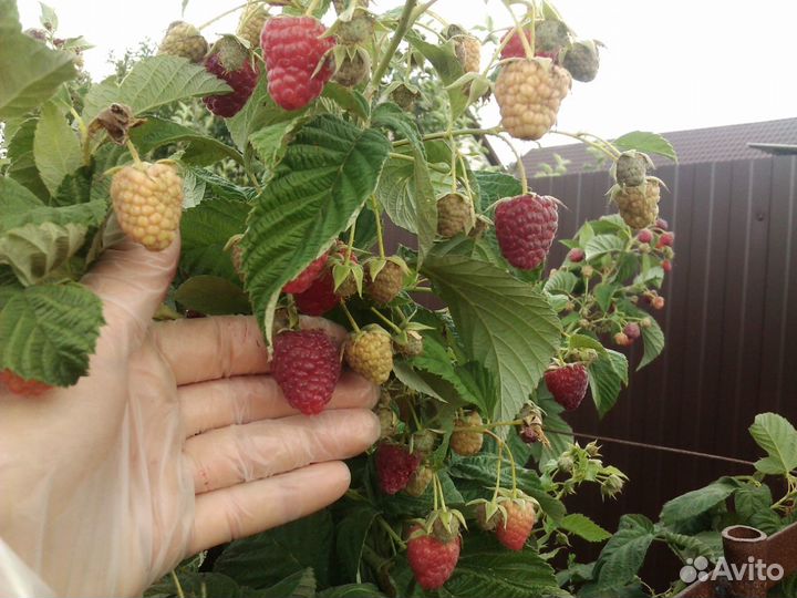 Малина свежая