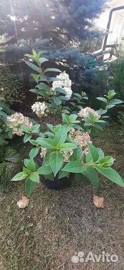 Продам гортензию