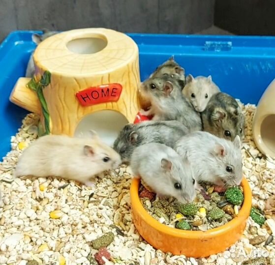 Джунгарские хомячки