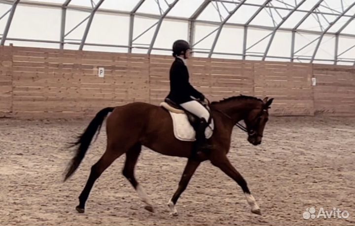 Ганноверская лошадь