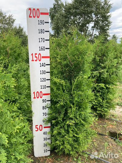 Туя западная Брабант 1.8 м Экстра