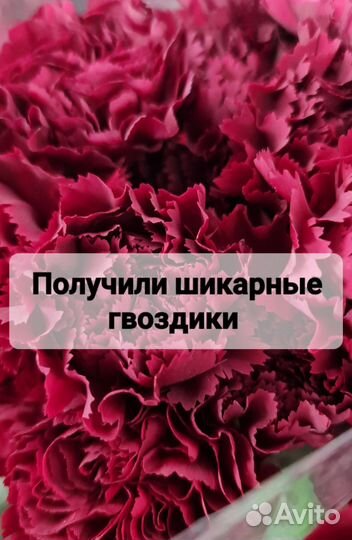 Цветы гвоздика оптом