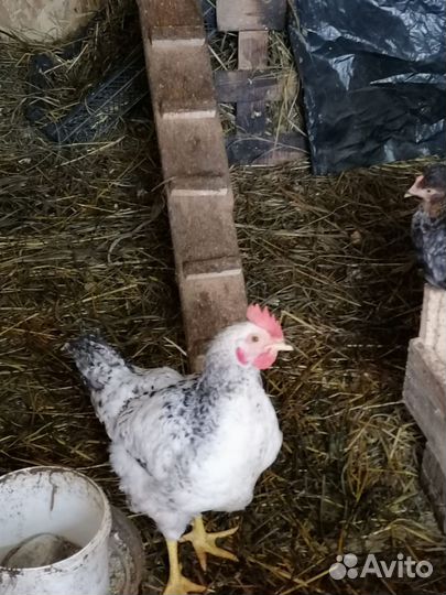 Молодые петухи