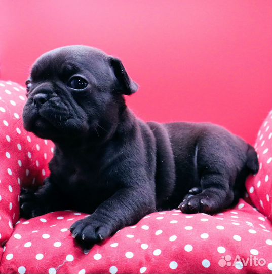 Мопс чёрного окраса щенки