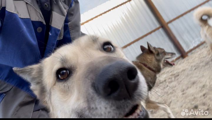 Выгул собак Новые Черемушки