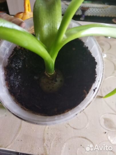 Индийский лук