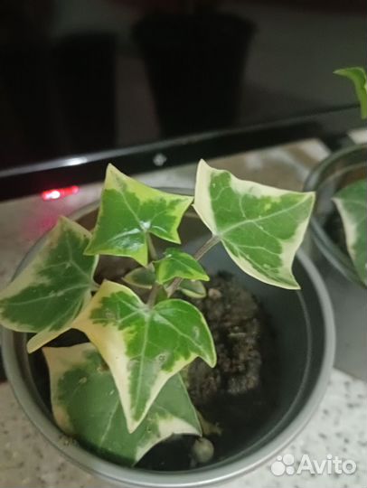 Крестовник