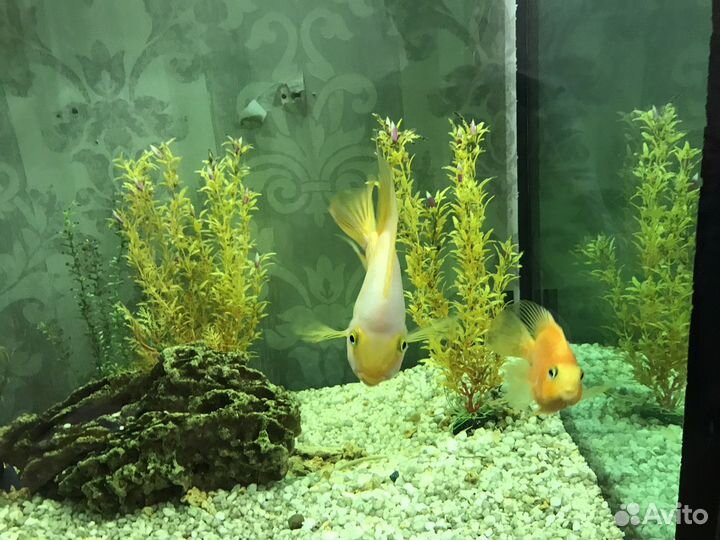 Аквариум