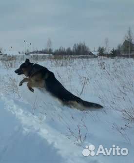 Немецкая овчарка