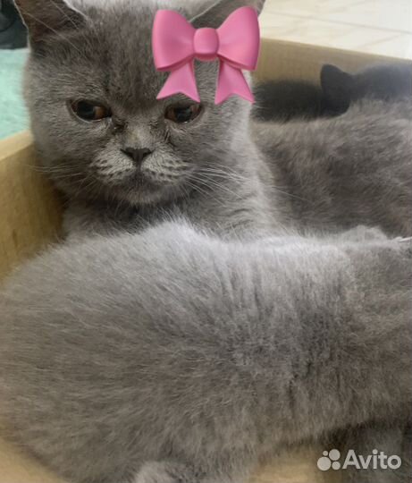 Британские котята