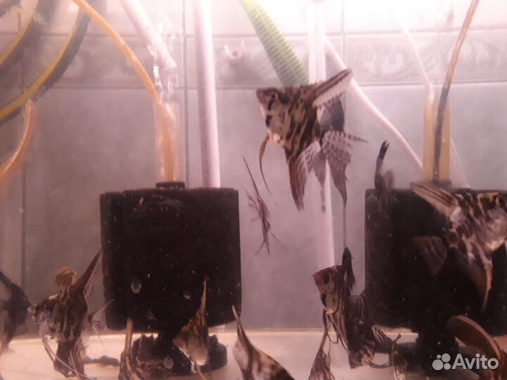 Анциструс. Моллинезии. Скалярии. Креветки. Улитки