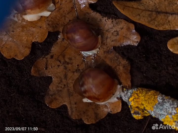 Улитки архахатины