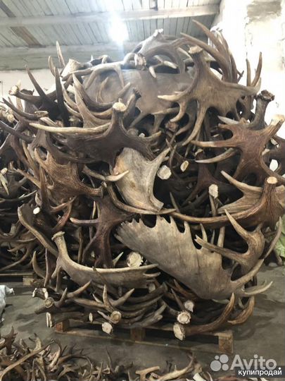 Рога лося оленя