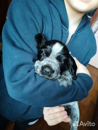 Русский спаниель