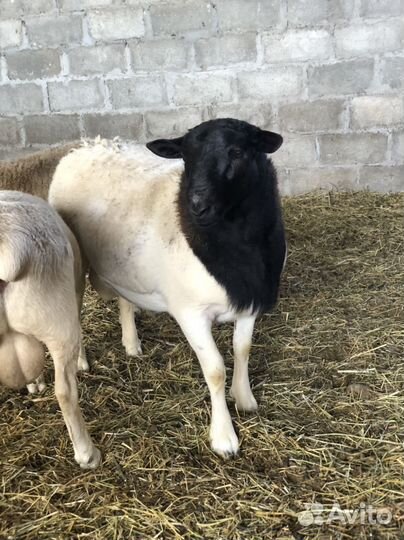 Овцы дорпер