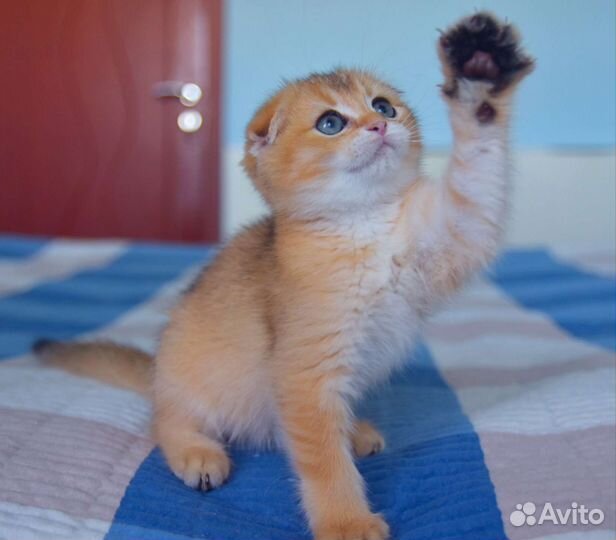 Шотландские вислоухие котята