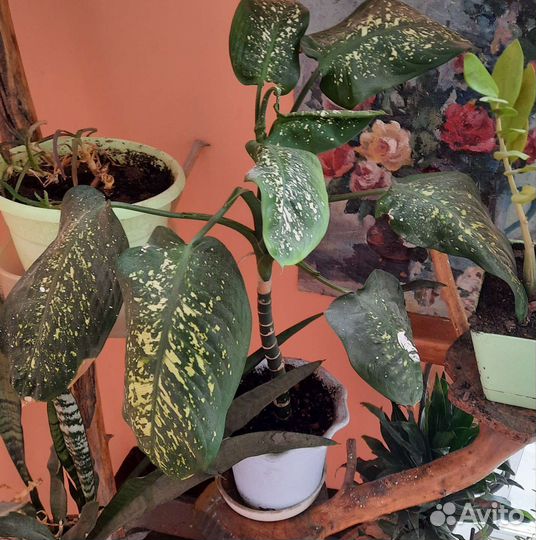 Диффенбахия