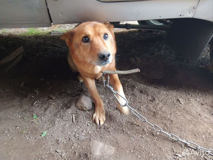 Собаки бесплатно