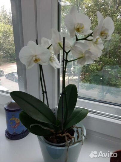 Орхидея фаленопсис белая