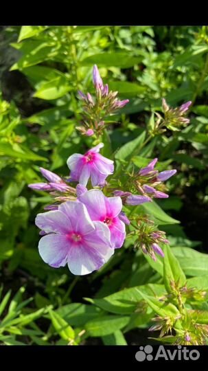 Флоксы. Многолетние садовые растения