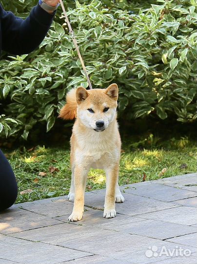 Мальчик сиба ину