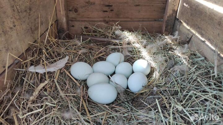 Куры Америукана инкубационое яйцо, Цыплята