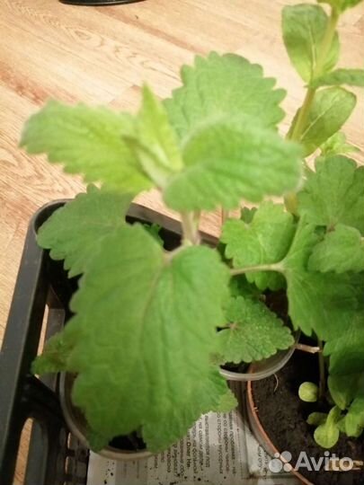 Мята, ментол, мелисса, перечная мята