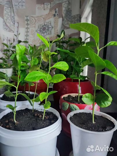 Лимоны, мандарины, апельсины