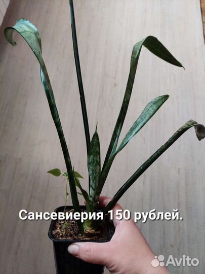 Комнатные цветы