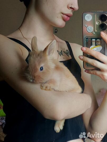 Вязка декоративного кролика бесплатно