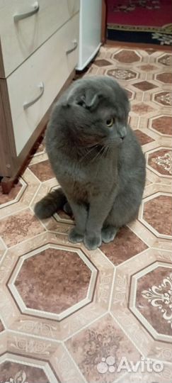 Британские котята