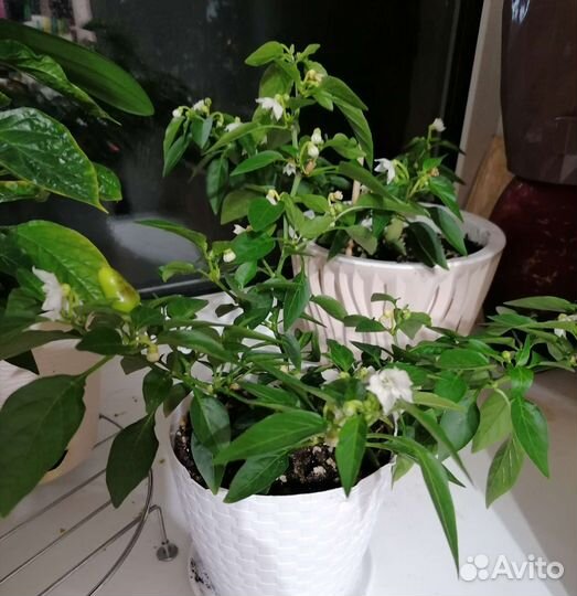 Перец горький домашний Mambo Orange