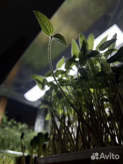 Микрозелень