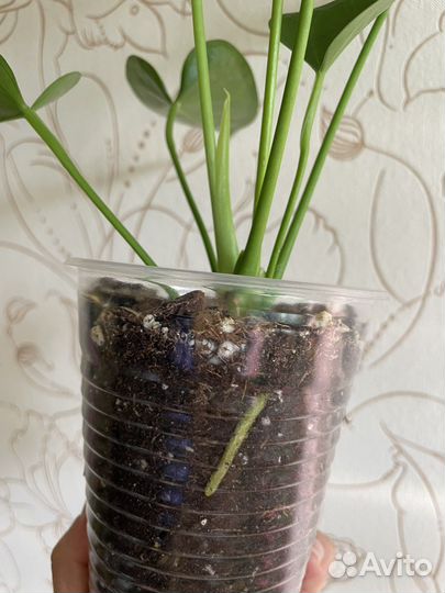 Антуриум Свит Дрим