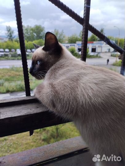 Найден кот