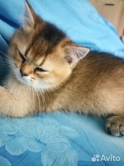 Золотая шиншилла (NY11, NY25)