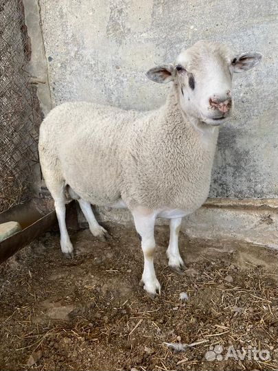 Баран Дорпер