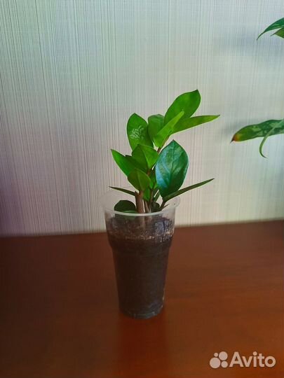 Замиокулькас