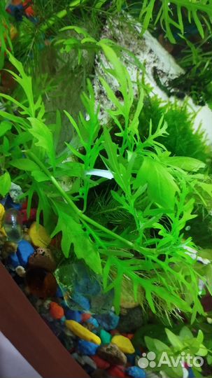 Водоросли для аквариума